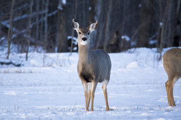 deer snow