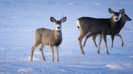 deer snow