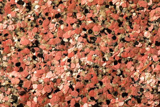decorative shell texture, pink and black fractions