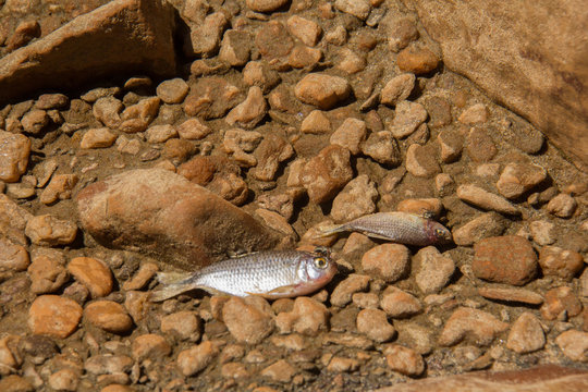 Peixe morto em pedras devido a seca e a falta de agua