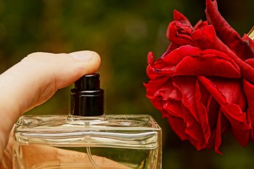 Флакон с духами и пальцем руки у бутона красной розы