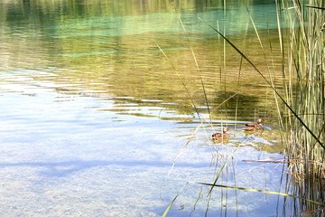 two ducks swimming in a lake in summer