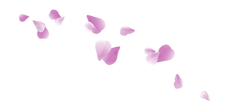 Purple Violet flying petals isolated on White background. Sakura Roses petals. Vector