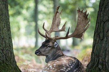 Ein Damhirsch bei der Rast im Wald, eingerahmt von zwei Bäumen