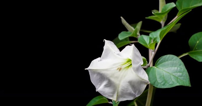 Blooming of datura flower, dope, stramonium, thorn-apple, jimsonweed. 4K timelapse video