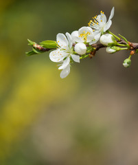 Spring flowers of plum.