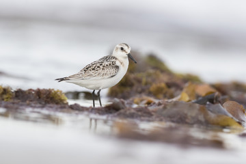 Sanderling in autumn 