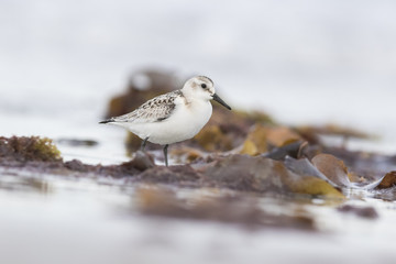 Sanderling in autumn 