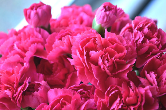Bright Pink Carnations © victoria1988