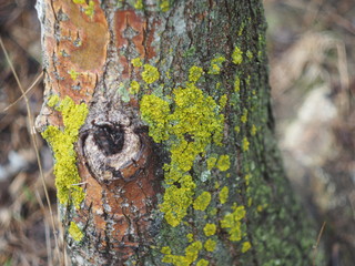 The moss on the tree.
