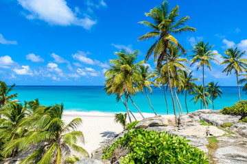 Bottom Bay, Barbados - Paradise beach on the Caribbean island of Barbados. Tropical coast with palms hanging over turquoise sea. Panoramic photo of beautiful landscape. - obrazy, fototapety, plakaty