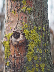 The moss on the tree.