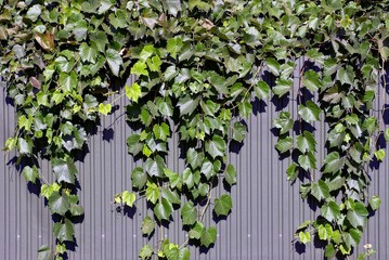 Ветки винограда с листьями на железном зелёном заборе