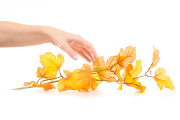 Female hand holding a branch of yellow leaves
