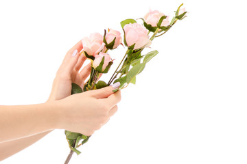 Female hand holding a branch of pink roses