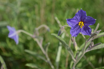 single purple wild flower 