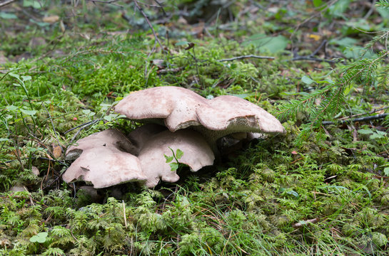 Tooth fungus, Sarcodon leucopus growing among moss
