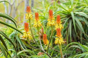 Aloe 