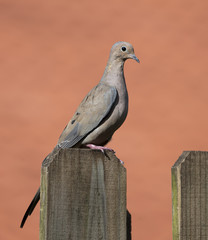 Light brown mourning dove with grey-blue ring around its black eye is standing on a wood fence against a blurred peach colored background.