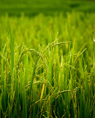 ear of rice in natural lush green Rice Terrace in Chiang-mai, Thailand