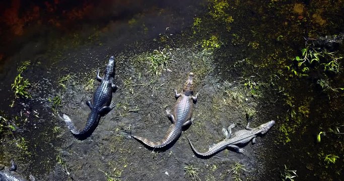 Alligators rest on the river margin. Alligator enters the river and swims. Aerial image in the Pantanal Biome. Top view. Mato Grosso do Sul state, Central-Western, Brazil.
