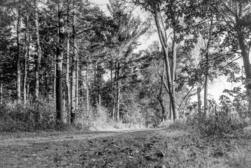Black and White shot of a forest in Wisconsin