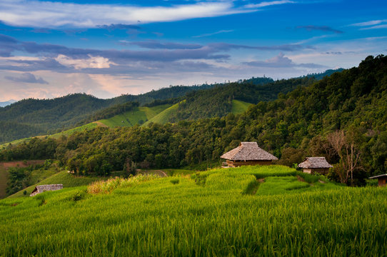 Small cottages among natural lush green Rice Terrace in Chiang-mai, Thailand © liptoncnx