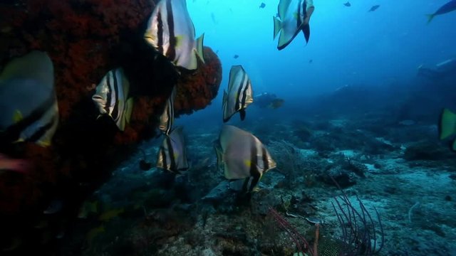 Longfin batfish (Platax teira) swimming over coral reef at Raja Ampat, Indonesia