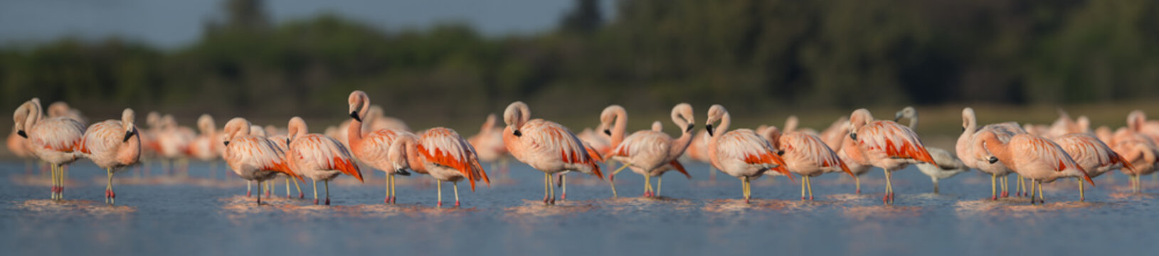 Flamencos Rosados