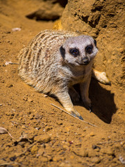 Obraz premium Meerkat in Orange Dirt
