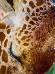 Close Up of Giraffe Face, Fur