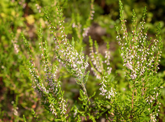 Heather bushes in a forest glade.