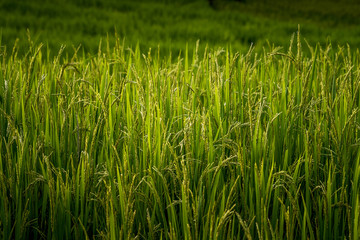 ear of rice in natural lush green Rice Terrace in Chiang-mai, Thailand