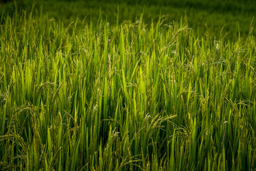 ear of rice in natural lush green Rice Terrace in Chiang-mai, Thailand