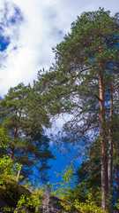 summer landscape forest on trees on a rock against a blue sky background