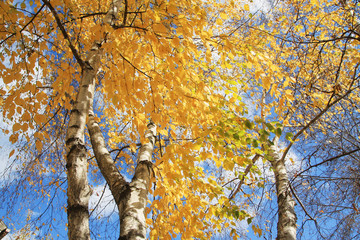 Autumn nature background. Yellow birch trees against blue sky. Sunny autumn day.