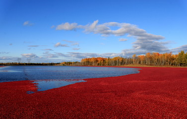 récolte de canneberges