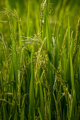 Obraz premium ear of rice in natural lush green Rice Terrace in Chiang-mai, Thailand