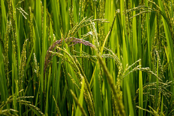 ear of rice in natural lush green Rice Terrace in Chiang-mai, Thailand