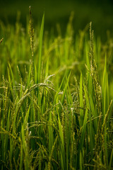 ear of rice in natural lush green Rice Terrace in Chiang-mai, Thailand