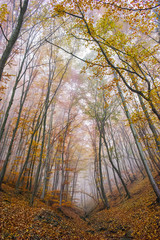 Autumn Landscape with yellow trees and fog, Vitosha Mountain, Sofia City Region, Bulgaria