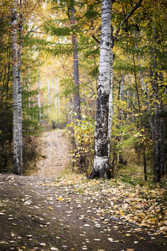 Forest path