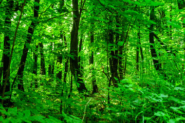 Fototapeta na wymiar Lush Green Forest Background