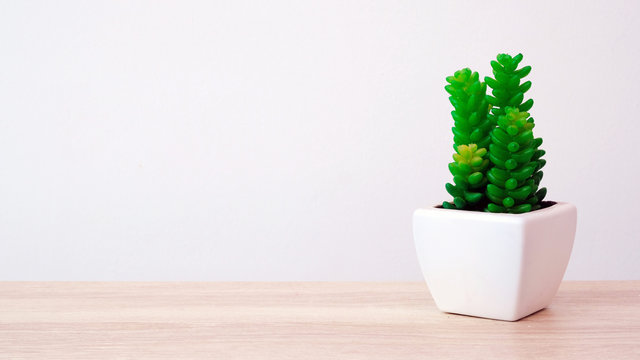 Succulent plant on wood table over white cement wall background, template with copy space