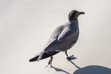 A ringed bird.