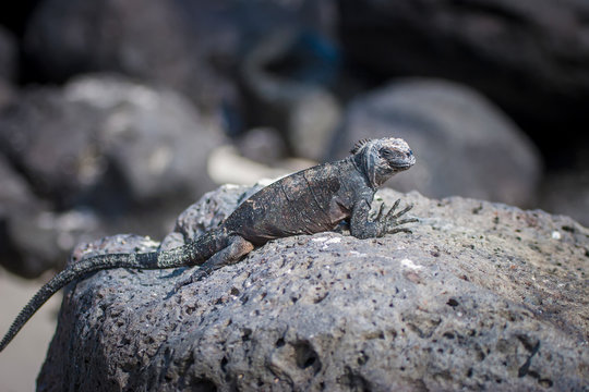 The iguana is basking in the stone. The Galapagos Islands.