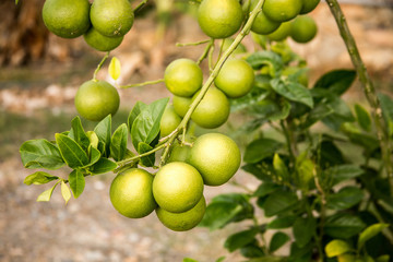 Green oranges growing on the branch of orange tree