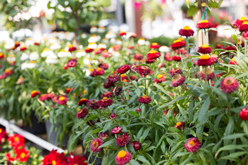 Autumn flowers  of wine red color