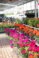 Purple and orange flowers in a flower shop 
