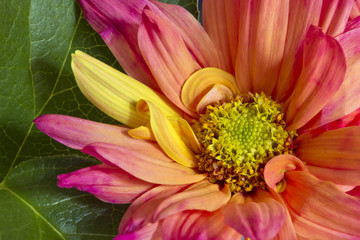 Obraz na płótnie Canvas Multicolored flower